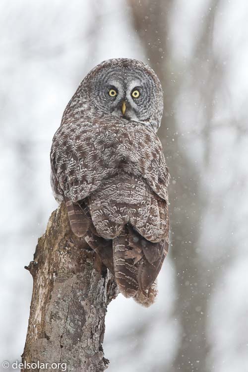 Canon EOS 5D Mark II  --  300 mm  --  EF300mm f/2.8L IS USM  