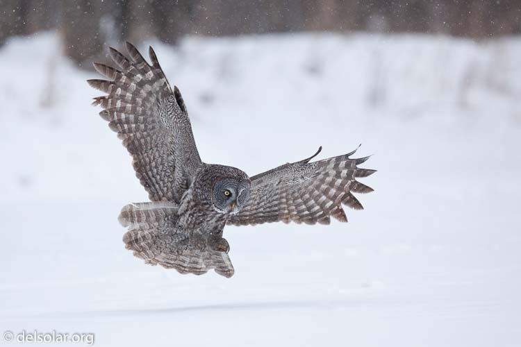 Canon EOS 5D Mark II  --  300 mm  --  EF300mm f/2.8L IS USM  