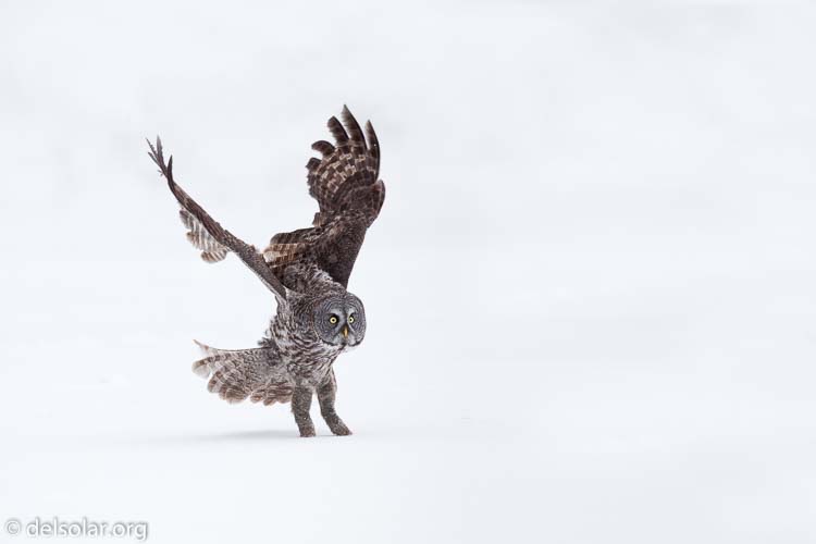 Canon EOS 5D Mark II  --  300 mm  --  EF300mm f/2.8L IS USM  