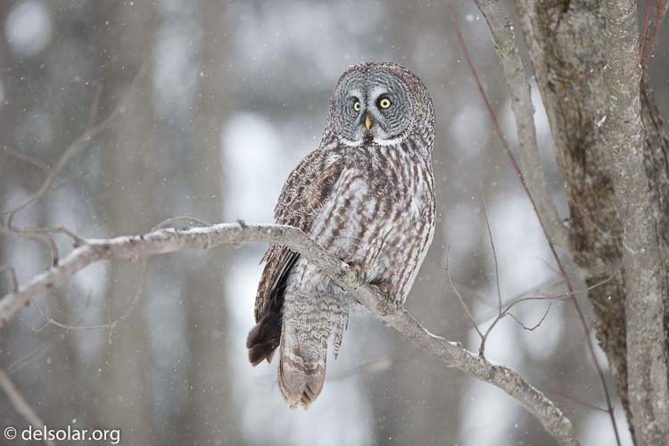 Canon EOS 5D Mark II  --  300 mm  --  EF300mm f/2.8L IS USM  