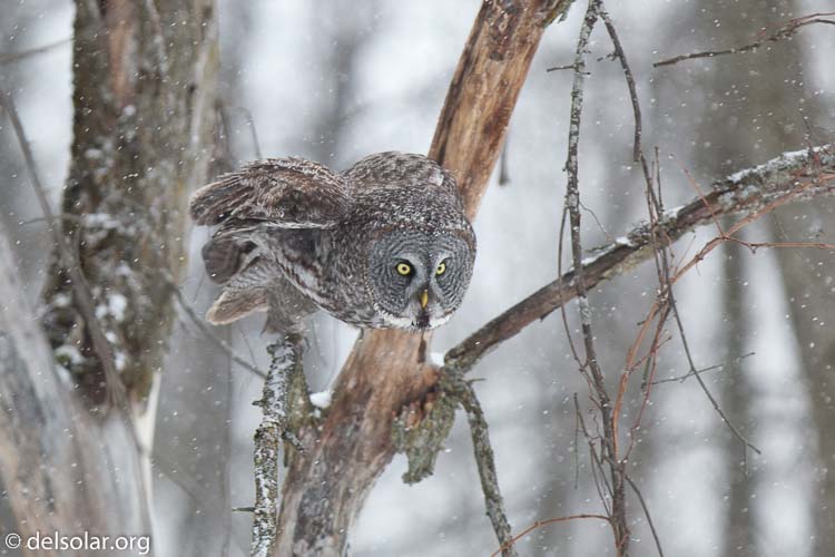 Canon EOS 5D Mark II  --  300 mm  --  EF300mm f/2.8L IS USM  