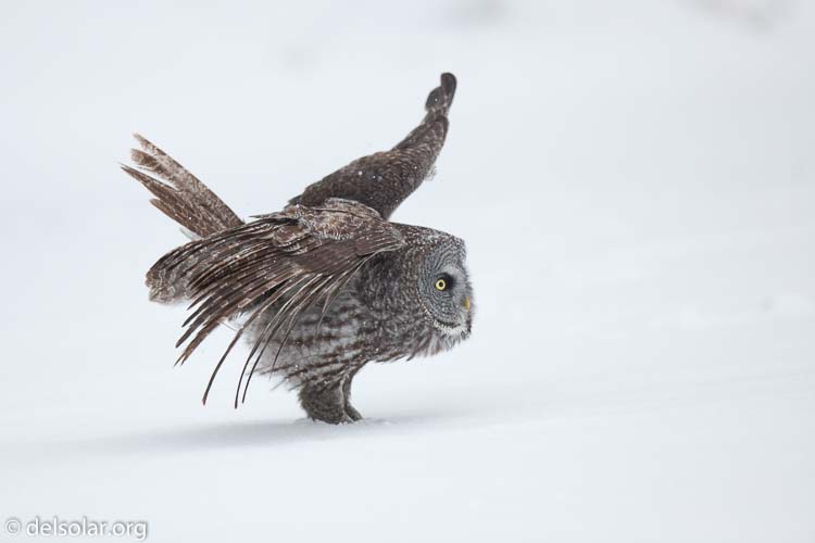 Canon EOS 5D Mark II  --  300 mm  --  EF300mm f/2.8L IS USM  