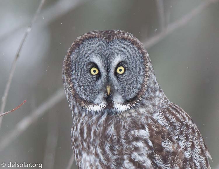 Canon EOS 5D Mark II  --  300 mm  --  EF300mm f/2.8L IS USM  