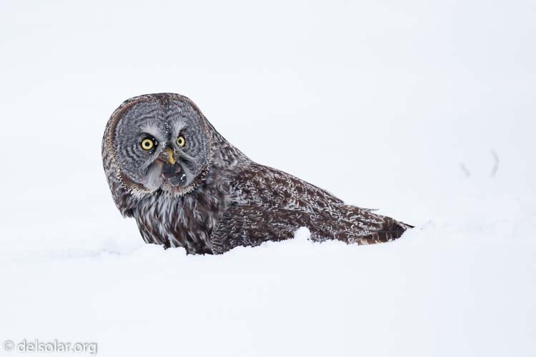 Canon EOS 5D Mark II  --  300 mm  --  EF300mm f/2.8L IS USM  