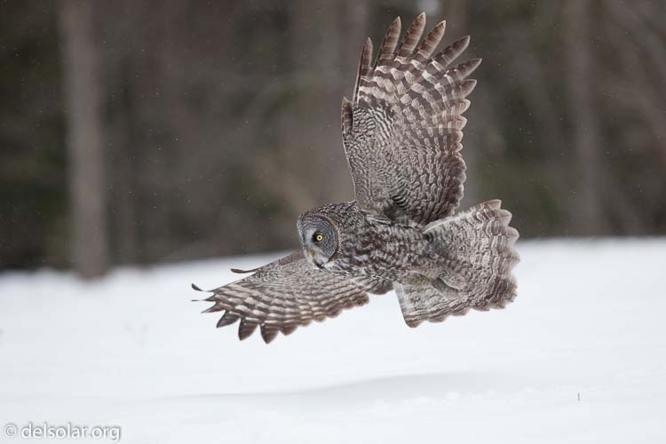 Canon EOS 5D Mark II  --  300 mm  --  EF300mm f/2.8L IS USM  