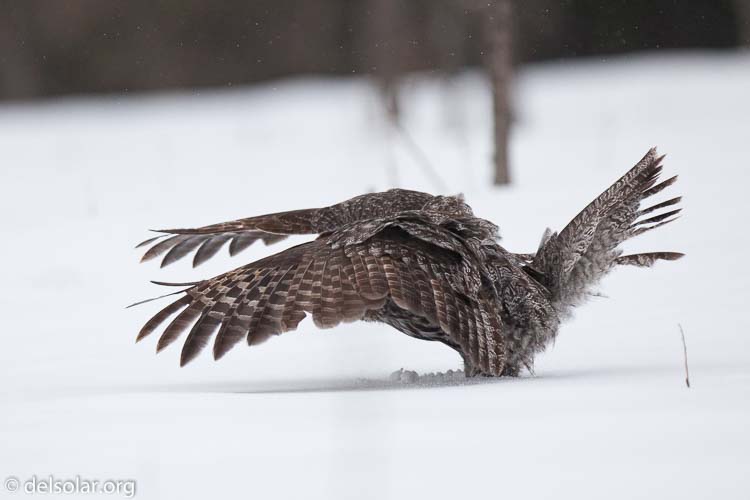 Canon EOS 5D Mark II  --  300 mm  --  EF300mm f/2.8L IS USM  