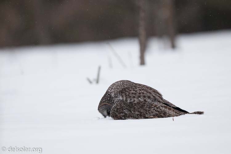 Canon EOS 5D Mark II  --  300 mm  --  EF300mm f/2.8L IS USM  