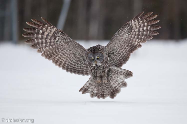 Canon EOS 5D Mark II  --  300 mm  --  EF300mm f/2.8L IS USM  