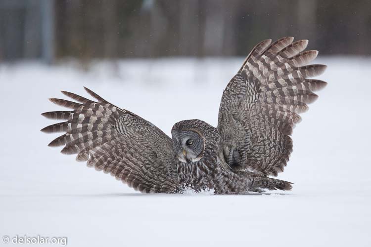 Canon EOS 5D Mark II  --  300 mm  --  EF300mm f/2.8L IS USM  