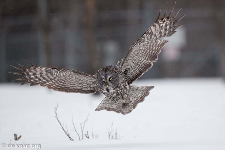 Canon EOS 5D Mark II  --  300 mm  --  EF300mm f/2.8L IS USM  