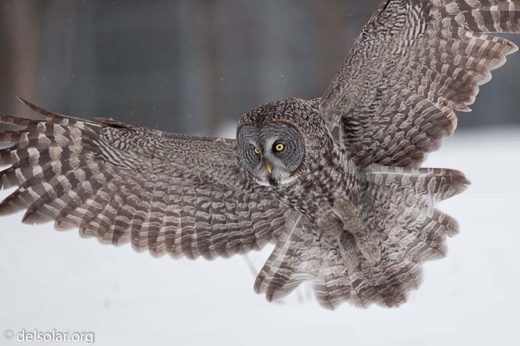 Canon EOS 5D Mark II  --  300 mm  --  EF300mm f/2.8L IS USM  