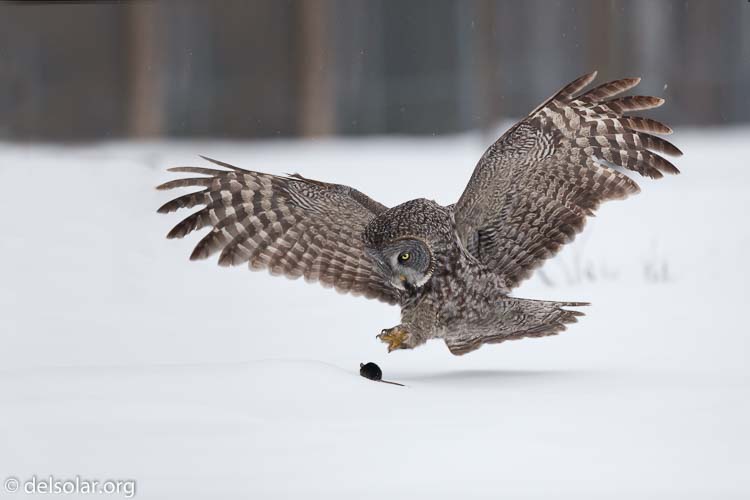 Canon EOS 5D Mark II  --  300 mm  --  EF300mm f/2.8L IS USM  