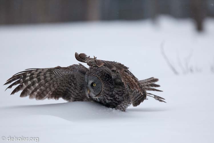 Canon EOS 5D Mark II  --  300 mm  --  EF300mm f/2.8L IS USM  