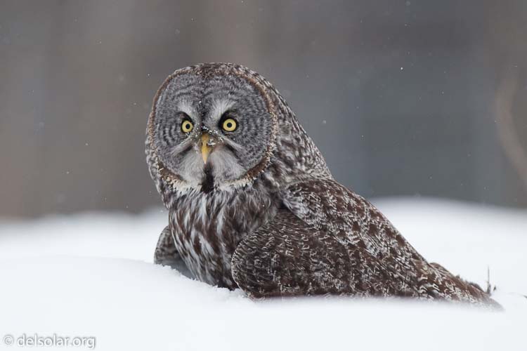 Canon EOS 5D Mark II  --  300 mm  --  EF300mm f/2.8L IS USM  