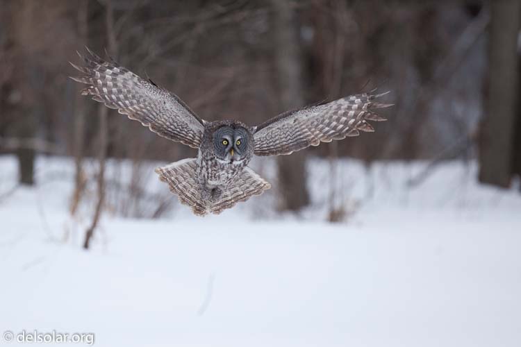 Canon EOS 5D Mark II  --  300 mm  --  EF300mm f/2.8L IS USM  