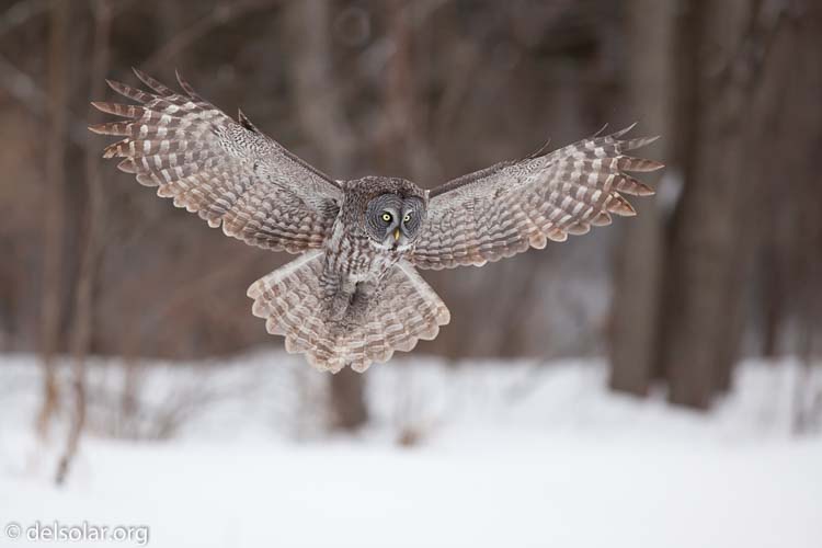 Canon EOS 5D Mark II  --  300 mm  --  EF300mm f/2.8L IS USM  