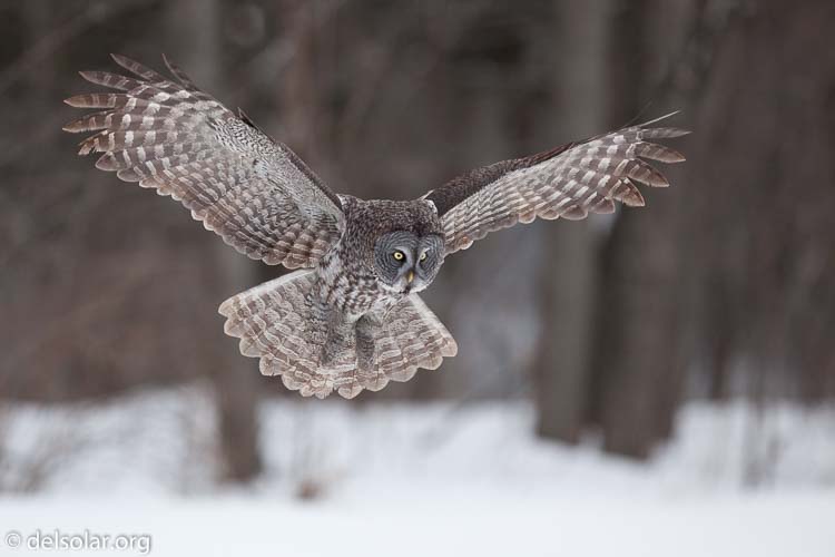 Canon EOS 5D Mark II  --  300 mm  --  EF300mm f/2.8L IS USM  