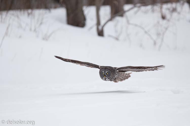 Canon EOS 5D Mark II  --  300 mm  --  EF300mm f/2.8L IS USM  