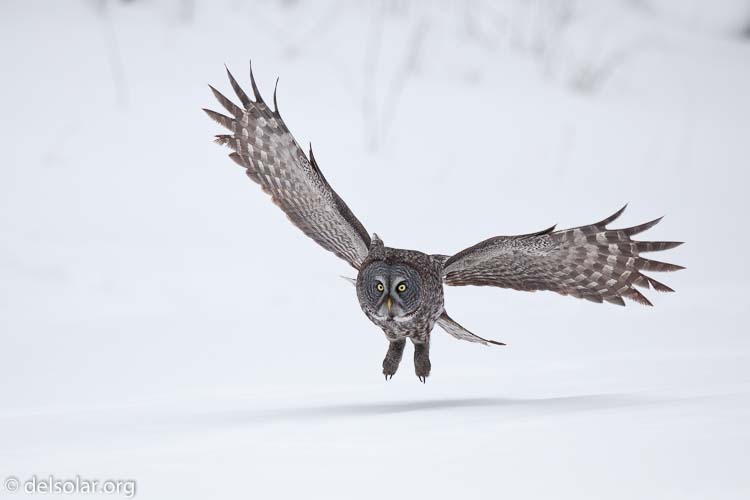 Canon EOS 5D Mark II  --  300 mm  --  EF300mm f/2.8L IS USM  