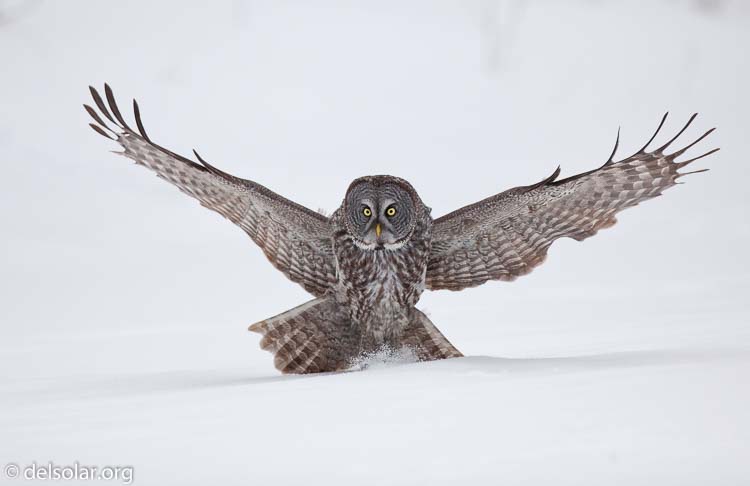 Canon EOS 5D Mark II  --  300 mm  --  EF300mm f/2.8L IS USM  