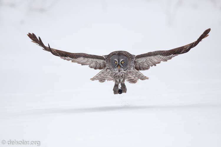 Canon EOS 5D Mark II  --  300 mm  --  EF300mm f/2.8L IS USM  