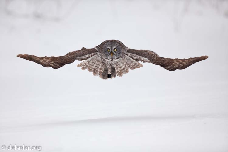 Canon EOS 5D Mark II  --  300 mm  --  EF300mm f/2.8L IS USM  