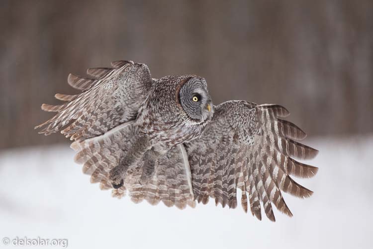 Canon EOS 5D Mark II  --  300 mm  --  EF300mm f/2.8L IS USM  