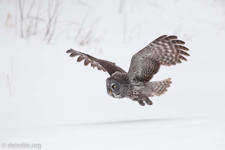 Canon EOS 5D Mark II  --  300 mm  --  EF300mm f/2.8L IS USM  