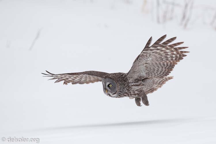 Canon EOS 5D Mark II  --  300 mm  --  EF300mm f/2.8L IS USM  