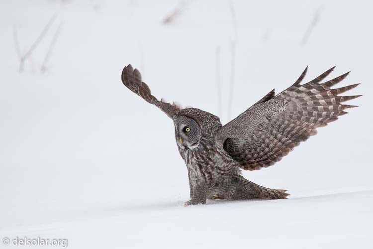 Canon EOS 5D Mark II  --  300 mm  --  EF300mm f/2.8L IS USM  