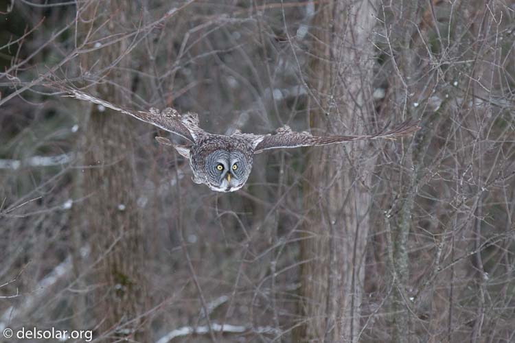 Canon EOS 5D Mark II  --  300 mm  --  EF300mm f/2.8L IS USM  