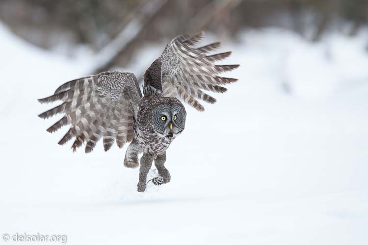 Canon EOS 5D Mark II  --  300 mm  --  EF300mm f/2.8L IS USM  