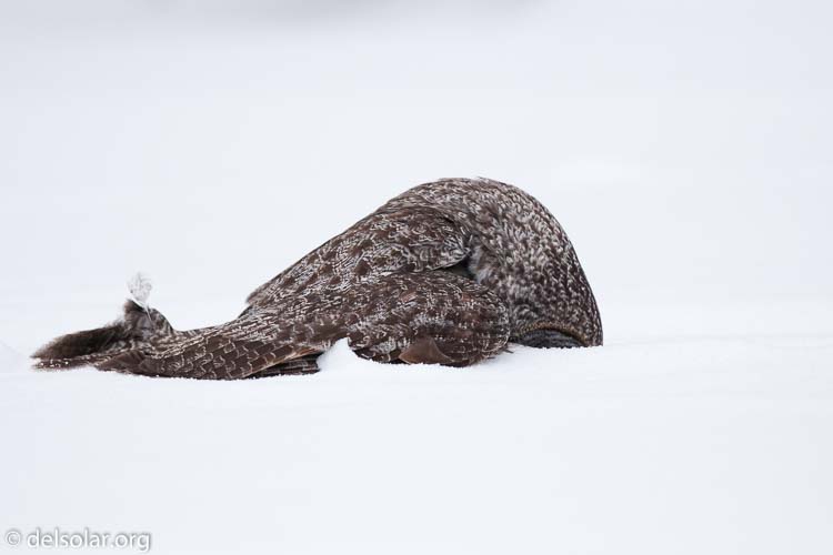 Canon EOS 5D Mark II  --  300 mm  --  EF300mm f/2.8L IS USM  