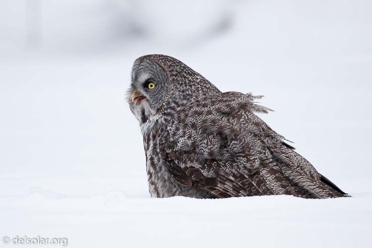 Canon EOS 5D Mark II  --  300 mm  --  EF300mm f/2.8L IS USM  