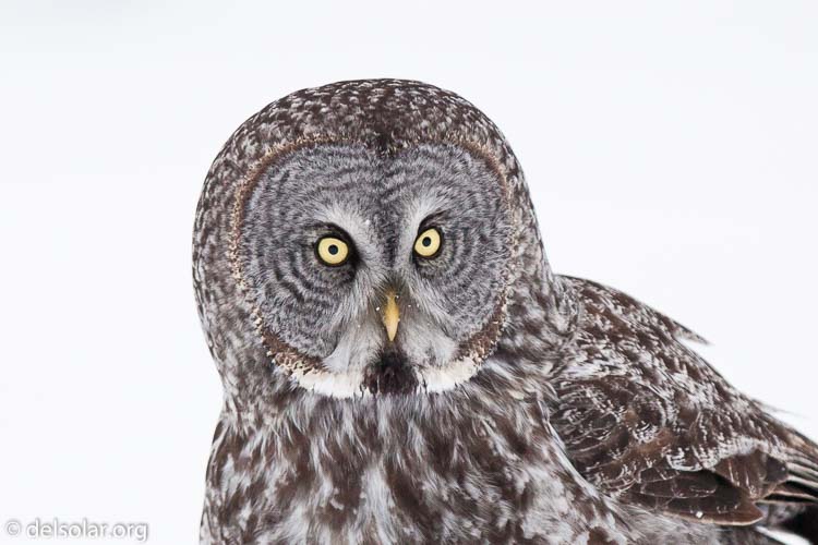 Canon EOS 5D Mark II  --  300 mm  --  EF300mm f/2.8L IS USM  