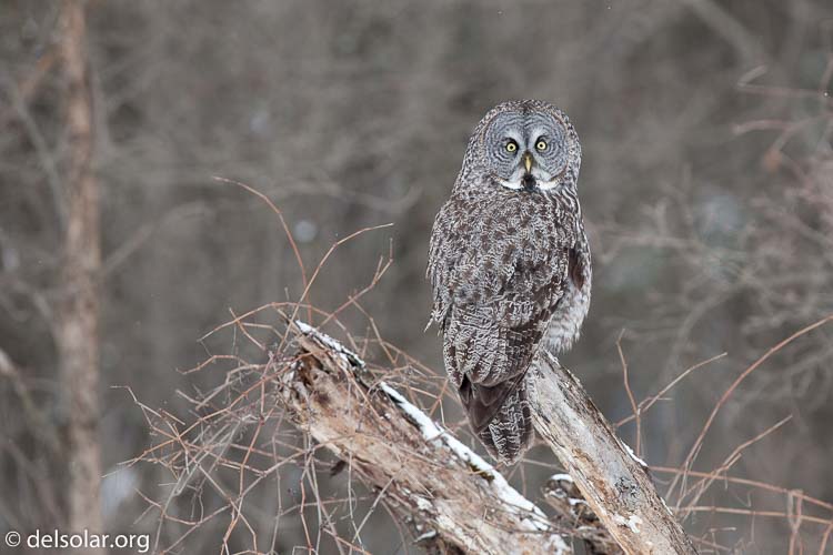 Canon EOS 5D Mark II  --  300 mm  --  EF300mm f/2.8L IS USM  