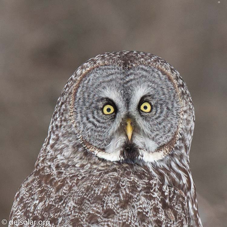 Canon EOS 5D Mark II  --  300 mm  --  EF300mm f/2.8L IS USM  