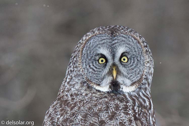 Canon EOS 5D Mark II  --  300 mm  --  EF300mm f/2.8L IS USM  