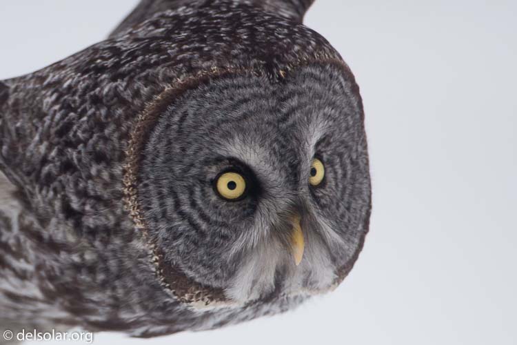 Canon EOS 5D Mark II  --  500 mm  --  EF500mm f/4L IS USM  