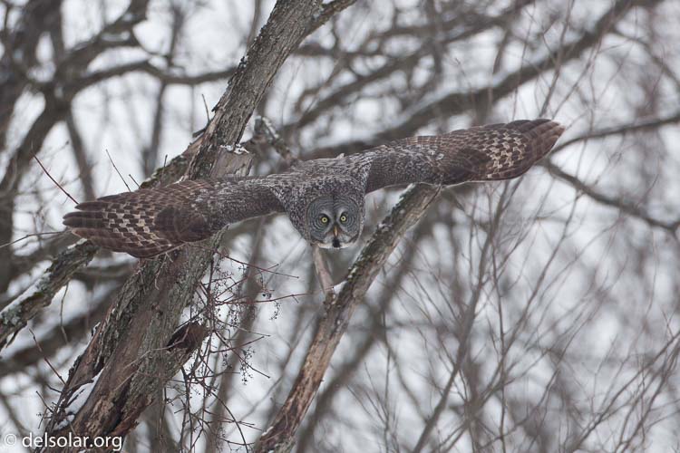 Canon EOS 5D Mark II  --  500 mm  --  EF500mm f/4L IS USM  