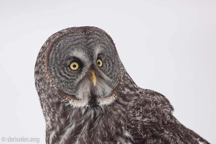 Canon EOS 5D Mark II  --  500 mm  --  EF500mm f/4L IS USM  