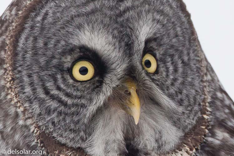 Canon EOS 5D Mark II  --  500 mm  --  EF500mm f/4L IS USM  