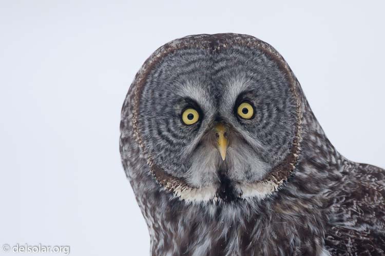 Canon EOS 5D Mark II  --  500 mm  --  EF500mm f/4L IS USM  