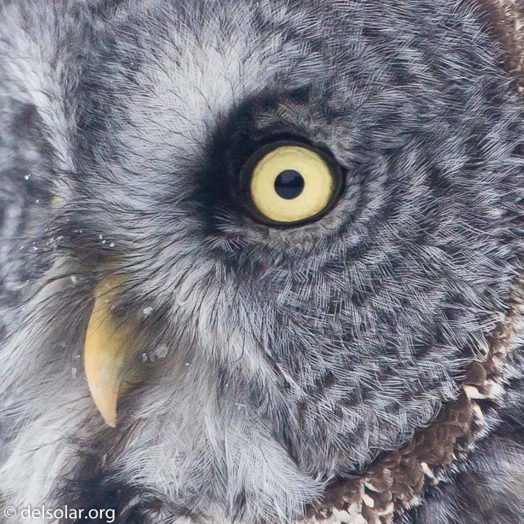 Canon EOS 5D Mark II  --  500 mm  --  EF500mm f/4L IS USM  