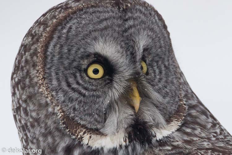 Canon EOS 5D Mark II  --  500 mm  --  EF500mm f/4L IS USM  