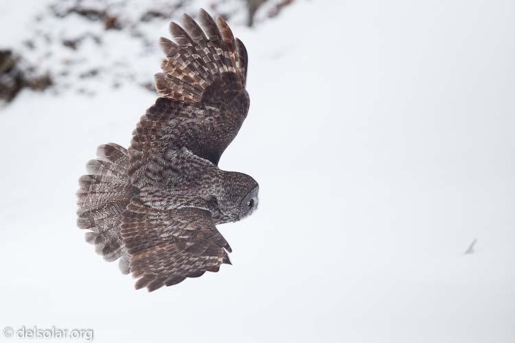 Canon EOS 5D Mark II  --  300 mm  --  EF300mm f/2.8L IS USM  