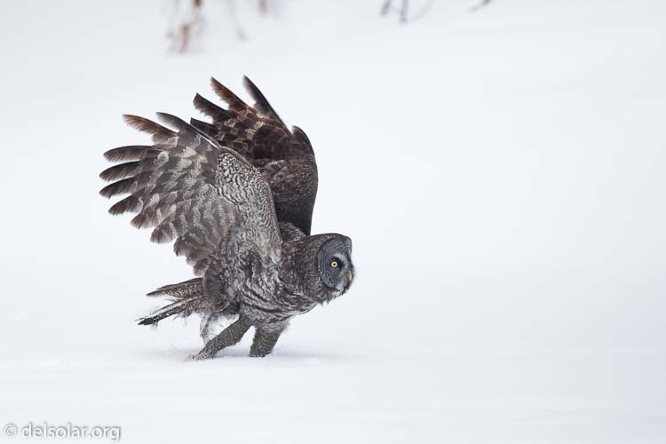 Canon EOS 5D Mark II  --  300 mm  --  EF300mm f/2.8L IS USM  