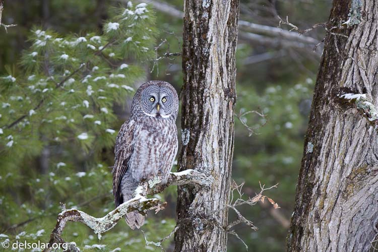 Canon EOS 5D Mark II  --  300 mm  --  EF300mm f/2.8L IS USM  