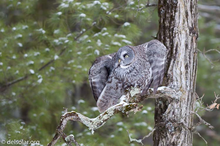 Canon EOS 5D Mark II  --  300 mm  --  EF300mm f/2.8L IS USM  