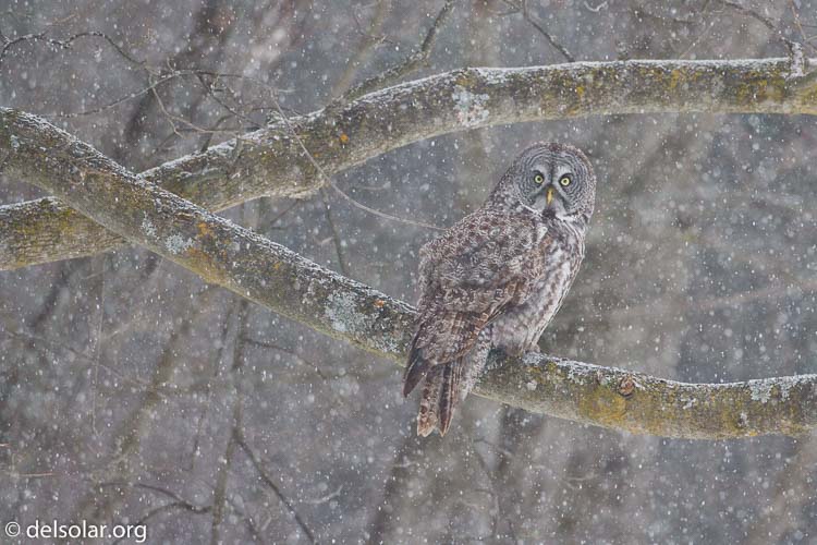 Canon EOS 7D  --  500 mm  --  EF500mm f/4L IS USM  